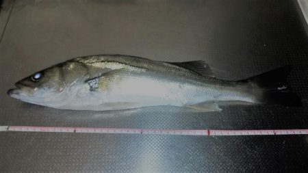 シーバス、今日はシブかったです