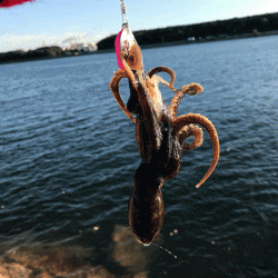 姫路イイダコ(2017-5)