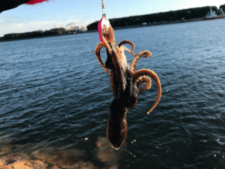 姫路イイダコ(2017-5)