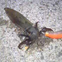 ぽつぽつヒイカ