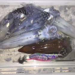 ぽつぽつヒイカ2