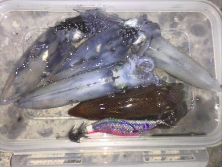 ぽつぽつヒイカ2