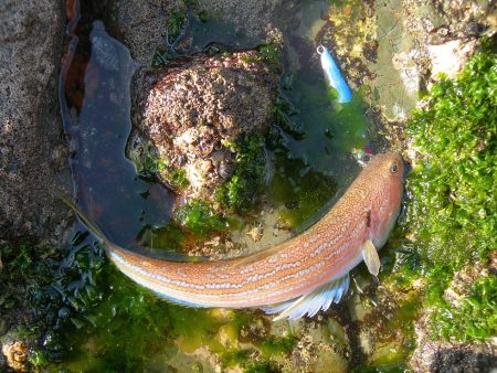 ショアジギングは青物厳しくエソのみ