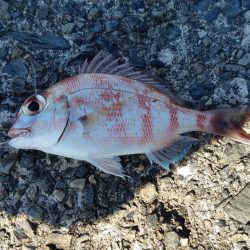 まだ居ました。