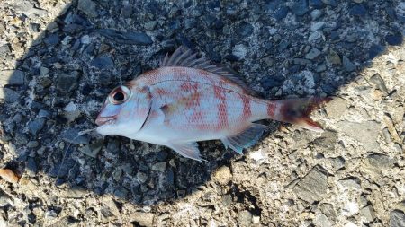 まだ居ました。