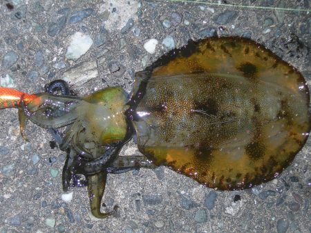 青物の気配なくエギングでアオリイカ