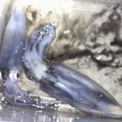 ヒイカエギング