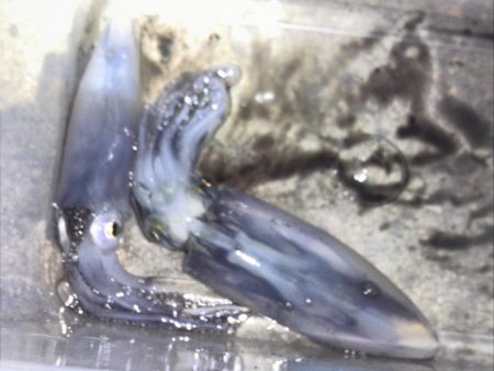 ヒイカエギング