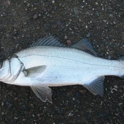 ショアジギングで珍しくヒラスズキが連発