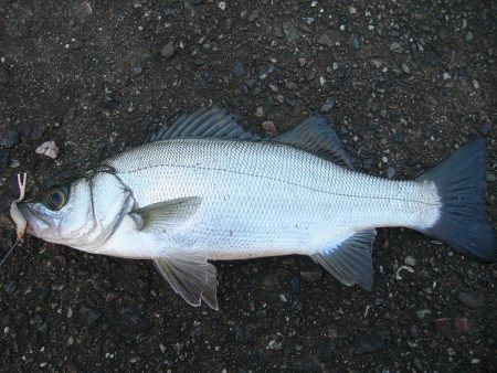 ショアジギングで珍しくヒラスズキが連発