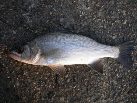 ショアジギングで本日もヒラスズキ