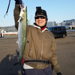 激シブの中、サゴシ2匹