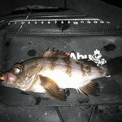 姫路メバル(2017-6)