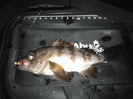 姫路メバル(2017-6)