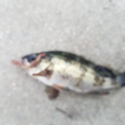 五目釣り ~石ゴカイの強みを再確認~