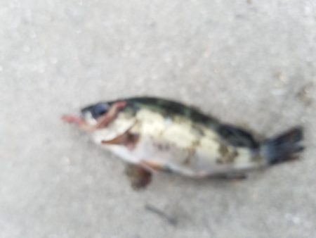 五目釣り ~石ゴカイの強みを再確認~