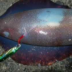 ショアジギングのジグに良型アオリイカがヒット