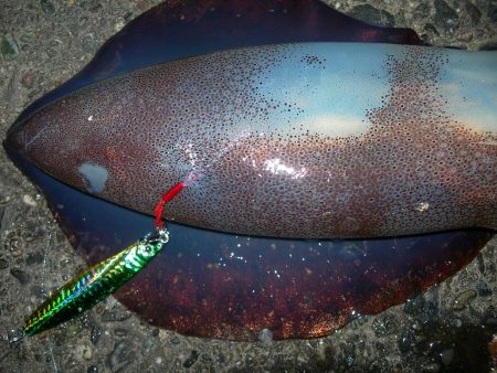 ショアジギングのジグに良型アオリイカがヒット