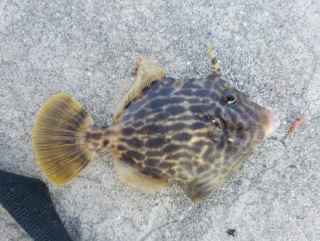 カワハギ釣り　～少し投げるのが吉～