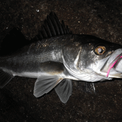 姫路メバル(2017-7)