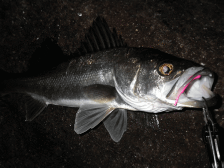 姫路メバル(2017-7)