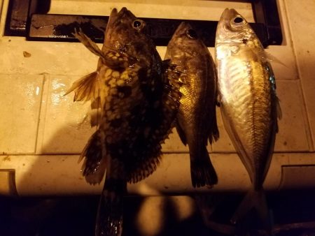 サビキ釣り　～初めてクエを釣る～