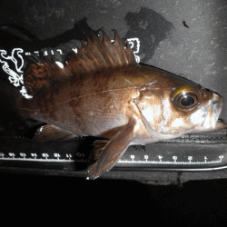 姫路メバル(2017-9)