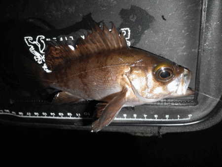 姫路メバル(2017-9)