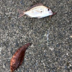 ちょいでかキス