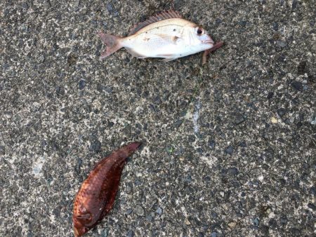 ちょいでかキス