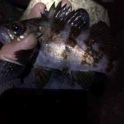 今日もメバリング