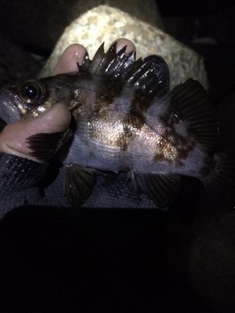 今日もメバリング