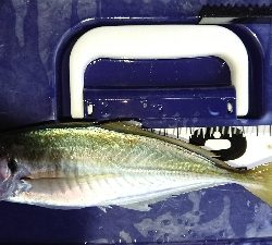 またまた1センチ足りない