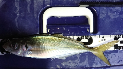 またまた1センチ足りない