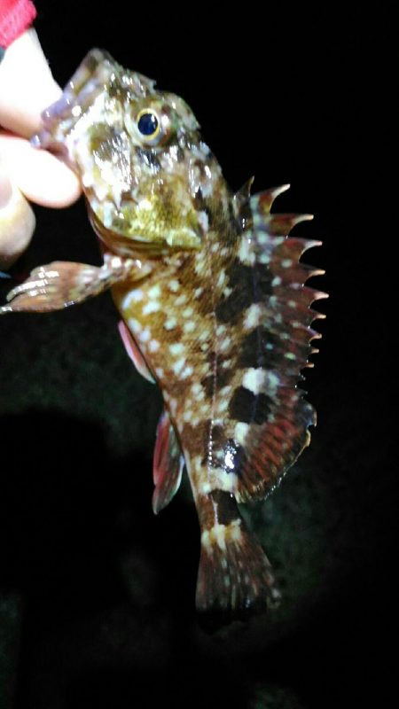 メバルとガシラとアナハゼ