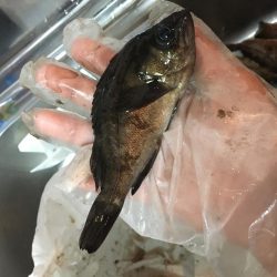 釣り納めにガシラ散策