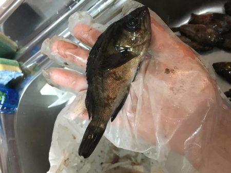 釣り納めにガシラ散策