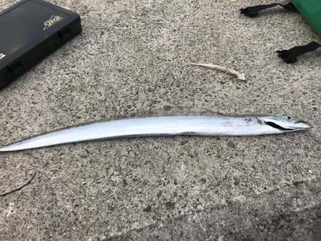 だんだんシブくなってます