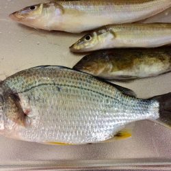 もうカレイは釣れないのかな？