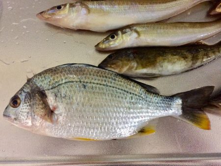 もうカレイは釣れないのかな？