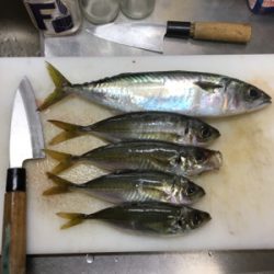 久々遠征ライトゲームアンド青物