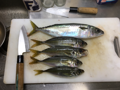 久々遠征ライトゲームアンド青物