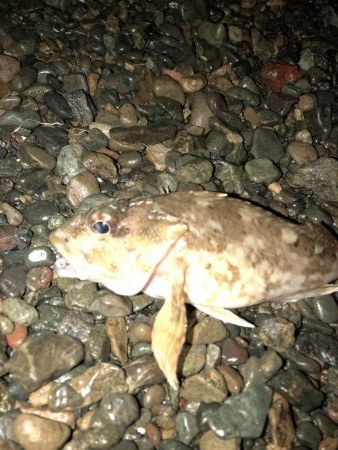 カサゴが良く釣れます。