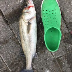 シーバスゲーム