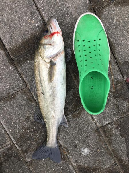 シーバスゲーム