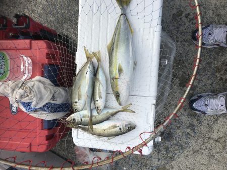 ガシラッシュ(船釣りバージョン)