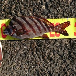 浜金谷港でのサビキ釣り結果