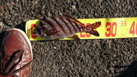 浜金谷港でのサビキ釣り結果