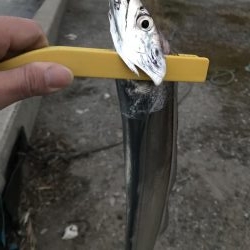 まだまだタチウオおるでー