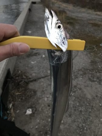 まだまだタチウオおるでー